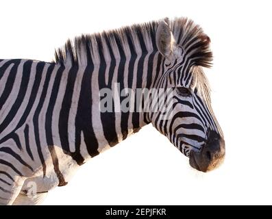 Isoliert auf weiß, Porträt eines Hartmann Berg Zebra Fohlen, Equus Zebra hartmannae im bunten Licht der untergehenden Sonne. Afrikanische Tierwelt, Vivi Stockfoto