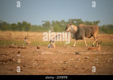 Eland-Antilope, Taurotragus oryx, größte und schwerste Antilope in Afrika, Männchen mit verdrehten Hörnern, die vor Springboks laufen, in typischer Trockenalge Stockfoto