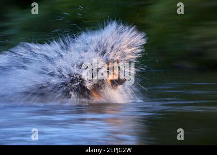 Schwimmender Hund gegen untergehende Sonne. Direkter Blick auf den böhmischen Hirten, reinrassig. Hund im Wasser, holt einen Stock. Foto mit niedrigem Winkel. Stockfoto