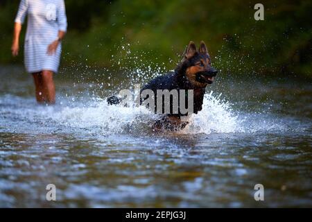 Schwarz und braun behaart Schäferhund läuft schnell im spritzenden Wasser eines Flusses direkt an der Kamera. Aktionen, Training Spiele mit Hund im Wasser. Böhmisch Stockfoto
