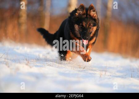 Böhmischer Schäferhund, Canis lupus familiaris, rette Rettungshund auf schneebedecktem Feld gegen untergehende Sonne. Low-Angle-Foto. Aktiver Hund auf schneebedecktem Feld. Hund bre Stockfoto