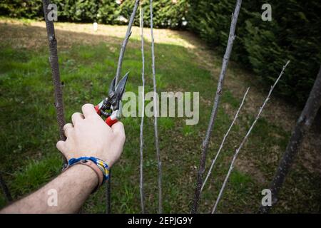 Gärtner beschneidet einen jungen Kirschbaum.Italienischer privater Garten. Stockfoto