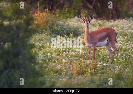 Schüchterne, braun-weiße Antilope, Grants Gazelle, Nanger granti starren in der grünen, blühenden Savanne des Amboseli-Nationalparks auf die Kamera. Naturfotos Stockfoto