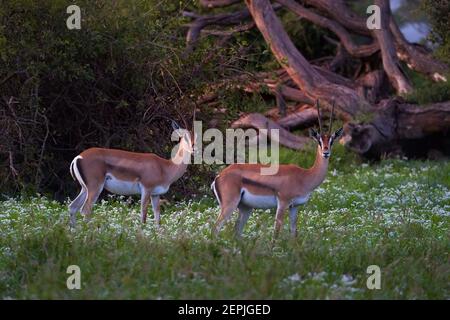 Zwei braun-weiße Antilopen, Grants Gazelle, Nanger granti, wandern in der grünen, blühenden Savanne des Amboseli-Nationalparks. Wildtierfotografie in K Stockfoto