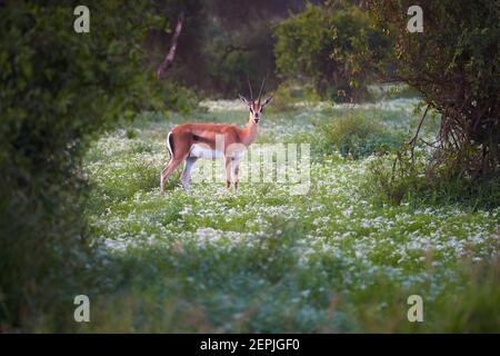 Schüchterne, braun-weiße Antilope, Grants Gazelle, Nanger granti starren in der grünen, blühenden Savanne des Amboseli-Nationalparks auf die Kamera. Naturfotos Stockfoto