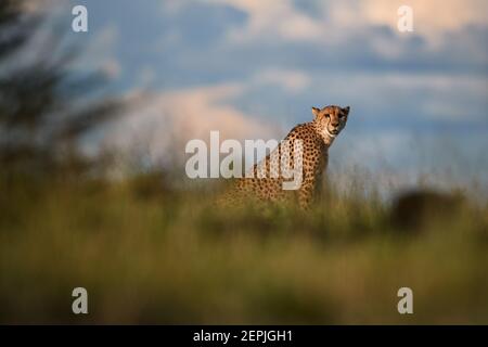 Geparden, Acinonyx jubatus, sitzend im hohen Gras in Savanne, starrend direkt auf die Kamera. Wildtierszene. Typische Savanne Umgebung. Nxai Pan, Bo Stockfoto