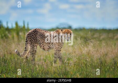 Geparden, Acinonyx jubatus, sitzend im hohen Gras in Savanne, starrend direkt auf die Kamera. Wildtierszene. Typische Savanne Umgebung. Nxai Pan, Bo Stockfoto