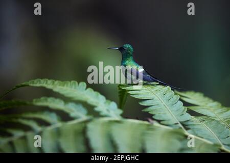Kleiner Kolibri mit langem Schwanz, Discosura conversii, Grüner Thornschwanz, Männchen auf Brackenblatt. Regenwald, Costa Rica. Stockfoto