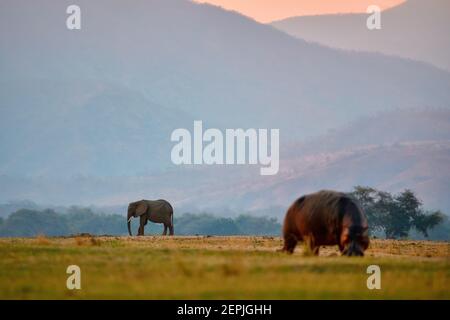 Hippo und afrikanische Elefanten zusammen auf grünen Ebenen von Zambezi gegen Nyamuziwa Hills, Tierszene aus Zambezi Flußfluten Ebenen, Safari in Mana P Stockfoto