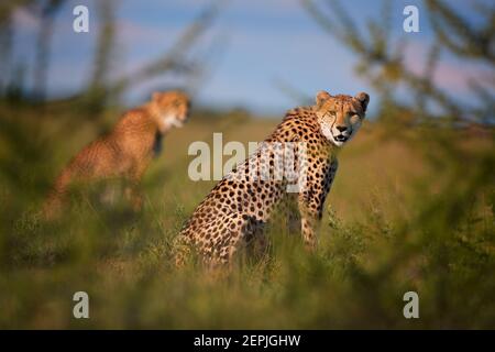 Zwei Geparden, Acinonyx jubatus, sitzen im hohen Gras in Savanne und starren direkt auf die Kamera. Wildtierszene. Typische Savanne Umgebung. Nxai Pan Stockfoto