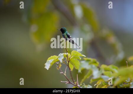 Kleiner Kolibri mit langem Schwanz, Discosura conversii, Grüner Thorntail, Männchen auf Zweig im Regenwald, Costa Rica. Stockfoto