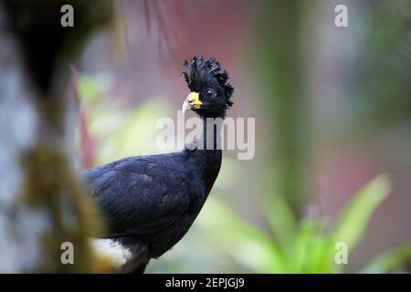 Portrait of Great Curassow, Crax rubra, verletzlicher, fasanenähnlicher Vogel aus dem Regenwald. Paar, schwarzer Rüde mit Lockenkamm gegen nassen Regenwald-Rücken Stockfoto