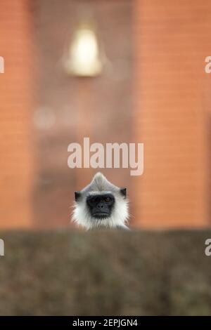 Grauer Langur, Semnopithecus entellus, isolierter Kopf ragt über die Steinmauer und starrt aus roten Ziegeln und Gold direkt auf die Kamera gegen den Tempel Stockfoto