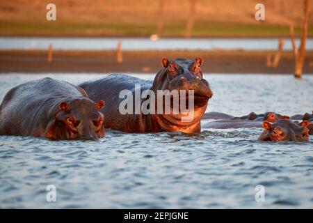 Ein Nilpferd, Hippopotamus amphibius, steht aus dem Wasser und blickt direkt in die Kamera. Blick von der Wasseroberfläche. Abends buntes Licht. Kar Stockfoto