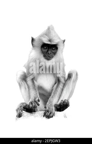 Isoliert auf weißem, vertikalem Schwarz-Weiß-Foto von Grey langur, Semnopithecus entellus, Affenbaby auf Steinwand sitzend und direkt auf den Kamer starrend Stockfoto