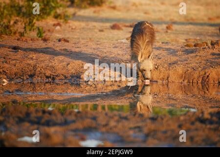 Wilde braune Hyäne, Parahyena brunnea, auch Strandwolf. Low-Winkel-Foto der seltensten Arten von Hyäne in den frühen Morgen, trinken aus Wasserloch. Sehr schüchtern, Stockfoto