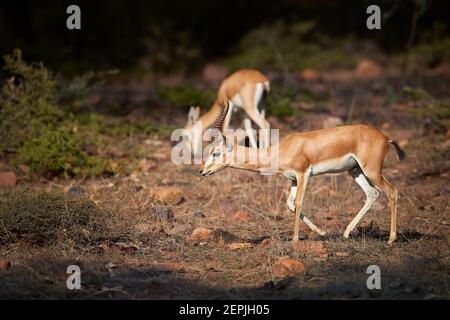 Chinkara, Gazella bennettii, auch bekannt als die indische Gazelle, heimisch im Iran, Afganistan, Pakistan und Indien, männlich und weiblich, Paar beleuchtet am Nachmittag Stockfoto