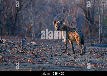 Gefleckte Hyena, Crocuta crocuta, die im frühen Morgenlicht auf einer felsigen Ebene läuft. Nahaufnahme, Nahaufnahme von Wildtieren aus dem niedrigen Winkel. Foto-Safari-Abenteuer. Stockfoto