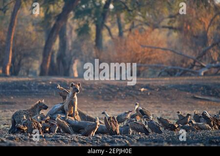 Gruppe von afrikanischen Plünderern. Ein Gefleckter Hyänen, Crocuta crocuta auf einer felsigen Ebene, die von der Morgensonne erhellt wird und auf einem Elefantenkadaver sitzt. Safar Stockfoto