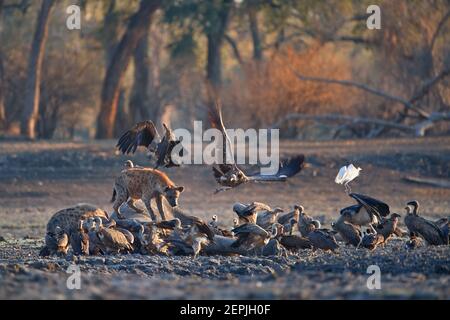 Gruppe afrikanischer Raubfischer. Eine gefleckte Hyäne, Crocuta crocuta auf einer felsigen Ebene, die von der Morgensonne beleuchtet wird, ernährt sich und sitzt auf einem Elefantenkadaver. Stockfoto