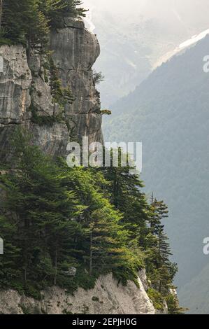 Felswand mit Blick auf das Tal mit Pinien und Tannen. Orfento-Tal, Nationalpark Maiella, Abruzzen, Italien Stockfoto