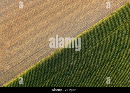 Goldenes reifes Weizenfeld diagonal durch grünes Maisfeld im Sonnenuntergang geteilt. Künstlerische Sicht von oben auf die Landwirtschaft in der Tschechischen republik. Luftaufnahme, vertikale Ansicht Stockfoto