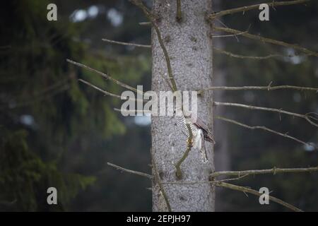 Nördlicher Habicht, Accipiter gentilis. Greifvogel in seiner heimischen Fichtenwaldumgebung. Habicht auf dem Ast sitzend, bereit zur Jagd. Tierfoto Stockfoto