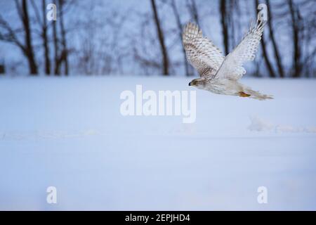 Weißer sibirischer Habicht, Accipiter gentilis albidus, Seitenansicht auf seltenen, fast weißen Falken, Greifvogel, der in der Winterlandschaft fliegt. Sibirische Landschaft, Stockfoto