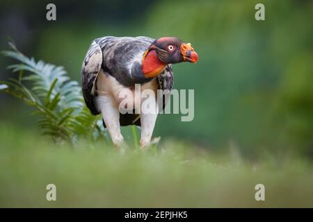 Königsgeier, Sarcoramphus Papa, größter der Geier der Neuen Welt. Bizarre, bunte amerikanische Fresser walig direkt zur Kamera. Niedriger Winkel, Wildtiere Stockfoto