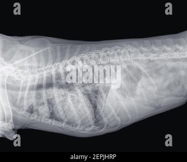 Röntgenaufnahme eines Hundes mit Lungenkrebs (Schädel des Herzens) und Metastasen. Seitenansicht, links der Brustkorb, rechts der Bauch. Isoliert auf Schwarz Stockfoto