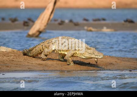 Riesiges Nilkrokodil, Crocodylus niloticus, läuft vom Strand ins Wasser, Vorderansicht von der Wasseroberfläche. Kariba Lake, Simbabwe. Stockfoto