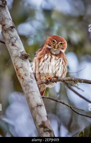 Glaucidium brasilianum, Ferruginokauz, kleine, typische Eule aus Amerika. Reiche rufous gefärbte Eule, auf einem Baum in den frühen Morgen, Stern gesetzt Stockfoto