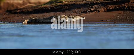 Panorama, über der Wasseroberfläche, Blick aus dem niedrigen Winkel auf das riesige amerikanische Krokodil, Crocodylus acutus, entspannen am Flussufer. Frühmorgens Licht, Krokodil i Stockfoto
