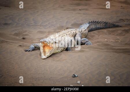American Crocodile, Crocodylus acutus mit vollständig offenem Mund, zeigt die Teeths, entspannen am Sandstrand des Rio Tarcoles Fluss. Krokodil in seiner natura Stockfoto