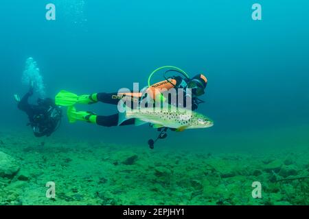 Salmo trutta lacustris, Lachsforelle und Taucher, Gosaus, Gosausee, Gosau See, Österreich Stockfoto