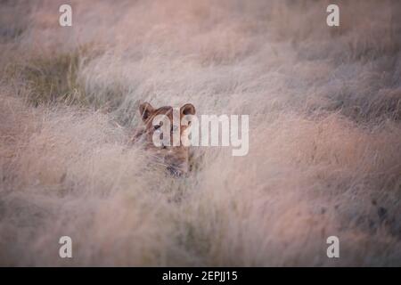 Kleines Löwenjunges, Panthera leo, versteckt im trockenen Gras im frühen Morgenlicht, Vorderansicht. Etosha Pan Wüste. Wildtierfotografie im Etosha Nationalpark, Stockfoto