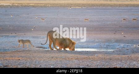 Paar Löwen in Paarungszeit. Löwe trinkt aus Wasserloch, begleitet Löwin in frühen Morgenlicht. Etosha Pan Wüste. Wildtierfotografie in E Stockfoto