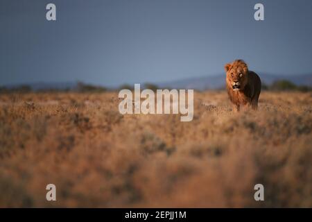 Buntes Foto von Panthera leo, südafrikanischer Mähne Löwe, der direkt an der Kamera in der typischen Umgebung von Etosha Pan läuft. Ebenerdes Foto. Löwe i. Stockfoto