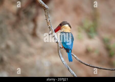 Storchschnabel-Eisvogel, Pelargopsis capensis, ein Vogel, sehr großer Baum-Eisvogel, heimisch in Indien und Indonesien mit sehr großen, leuchtend roten Schnabel und Stockfoto