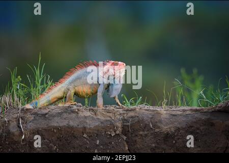 Grüner Leguan, Leguan Leguan, erwachsener Mann in bedrohlicher Haltung, zeigt die Wamme unter seinem Hals und Dornen. Isoliert, rote Form, Costa Rica Leguan o Stockfoto