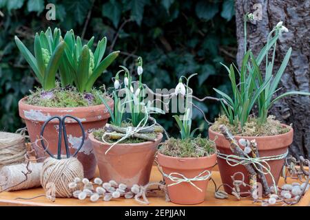 Schneeglöckchen in Terrakotta-Töpfen als Gartendekoration im Frühling Stockfoto