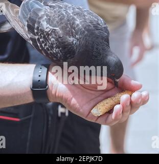 Füttern Sie eine Taube oder Taube von Hand Stockfoto