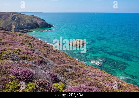 Cotes-d-Armor, Frankreich - 25. August 2019: Wunderschöne Landschaft mit Fliederheiden am Kap Frehel in der Bretagne im Nordwesten Frankreichs Stockfoto