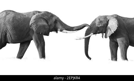 Isoliert auf weißem Hintergrund Schwarz-Weiß-Foto von zwei afrikanischen Elefanten, Loxodonta africana, einander gegenüber, berühren mit Stämmen. Safari. Stockfoto