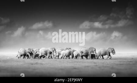 Künstlerische, schwarz-weiße Aufnahme einer großen Herde afrikanischer Elefanten, Loxodonta africana, von Erwachsenen bis zu Neugeborenen vor dunklem Hintergrund, Savanne, Stockfoto