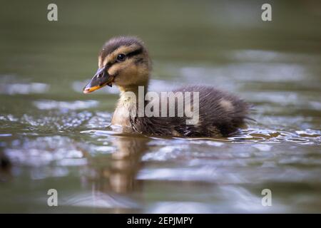 Mallard Entlein [ Anas platyrhynchos ] Schwimmen mit Reflexion Stockfoto