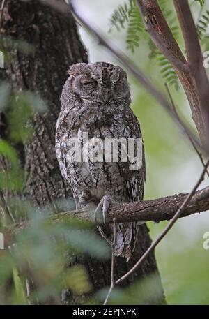 Afrikanische Scops-Eule (Otus senegalensis senegalensis) brüllend im Baum Lake Baringo, Kenia November Stockfoto