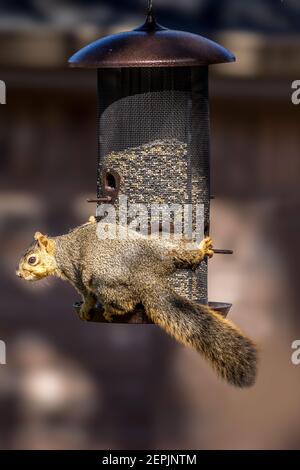 Ein süßes Eichhörnchen auf einem Futterhäuschen Stockfoto