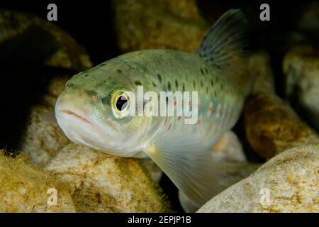 Salmo trutta fario, Bachforelle, Fluss Taugl, Kuchl, Österreich Stockfoto