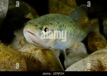 Salmo trutta fario, Bachforelle, Fluss Taugl, Kuchl, Österreich Stockfoto